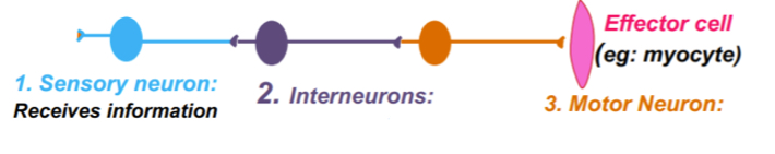 <p>Sensory neurons: receive infor and conduct impulses to CNS for processing and analysis</p><p>Interneurons: conduct info and connect neurons (specifically sensory to motor and vice versa) (most abundant type we have)</p><p>Motor nuerons: transmit info from CNS to motor cells/effector cells to extert response (muscle/glands)</p>
