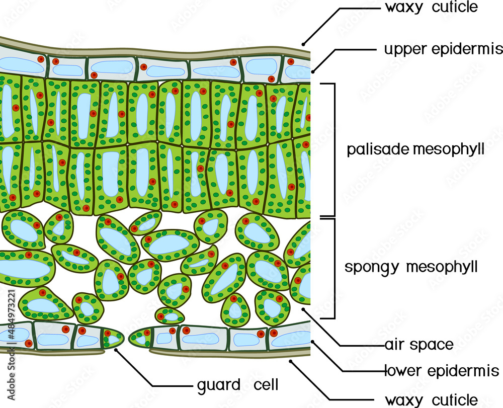 <p>The <strong>waxy cuticle</strong> is a thin layer of lipids that covers the epidermis cells. It reduces the evaporation of water from the leaf. </p><p>The <strong>upper epidermis</strong> provides protection for the mesophyll cells in the leaf. Epidermal cells are transparent, which allows light from the sun to pass through and reach the mesophyll cells, where photosynthesis is carried out. </p><p><strong>Palisade Mesophyll</strong> cells are more compact than spongy mesophyll and have lots of chloroplast for photosynthesis. </p><p><strong>Spongy Mesophyll</strong> cells have an irregular shape, which increases the surface area for gas exchange. </p><p>Spongy Mesophyll cells are surrounded by <strong>air spaces</strong>, which facilitate the diffusion of gases between the surrounding atmosphere and mesophyll cells. </p><p>The <strong>stomata</strong> are pores that allows gases to enter and exit the leaf. They are typically on the lower epidermis of the leaf because it is more shaded, so there is less water loss. </p><p><strong>Guard cells</strong> control water loss in the cell by opening and closing the stomata. At night, when photosynthesis cannot occur, the guard cells close. During the day, stomata try to be open as short as possible to prevent water loss. If there is a lot of water, guard cells are turgid (well-hydrated), so lots of carbon dioxide can pass through. If the plant is short of water, the guard cells lose water (due to osmosis and become flaccid), so the stomata close, don’t take in carbon dioxide, and conserve water vapor. </p><p>The <strong>veins</strong> provide support for the leaf. They contain the xylem, which transports water and minerals from the roots, and the phloem, which transports nutrients and sugar from photosynthesis up and down the plant. </p>