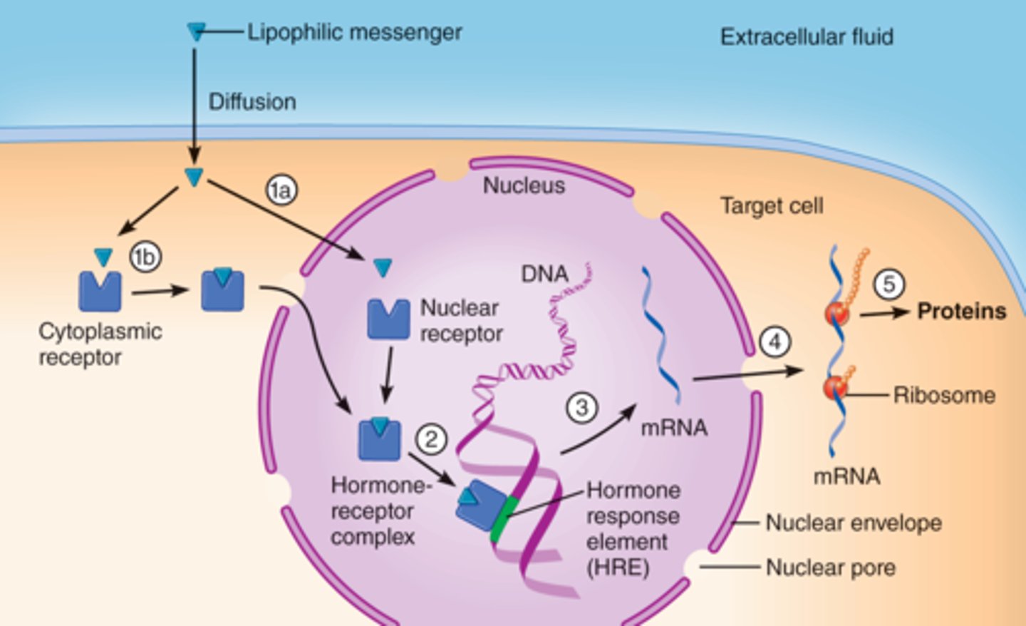 <p>1-Ligand(chemical messenger) binds to its receptor on the target cells.</p><p>2-Then, the binding of the ligand to its receptor causes a signal transduction:</p><p>. It induces changes within proteins that already exist inside of the cell. </p><p>. It induces the cell to manufacture new proteins (transcription and translation )</p><p>3-Then, The signal transduction cause a physiological response: (it refers to the change that occurs as a consequence from the transduction of the signal(ex, the production of glucose transporters when the ligand which in this case is insulin binds to its receptor in P.M, then receptor activates the tyrosine kinase enzyme inside of the cell's plasma membrane, the the signal transduction occur and as consequence from it, a physiological response which is the manufacturing of glucose transporters. further more, the glucose will be absorbed into the cell through the Gluts.)</p>