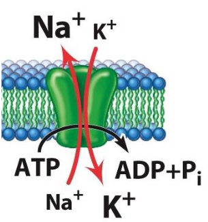 <ul><li><p class="">Molecule binds to a protein in the membrane called an active transporter</p></li><li><p class="">ATP is used to change the shape of the transporter protein, allowing molecules to be moved across the membrane</p></li><li><p class="">This process moves molecules from low to high concentration (against the gradient)</p></li><li><p class="">Requires energy (ATP) to function</p></li></ul><p></p>