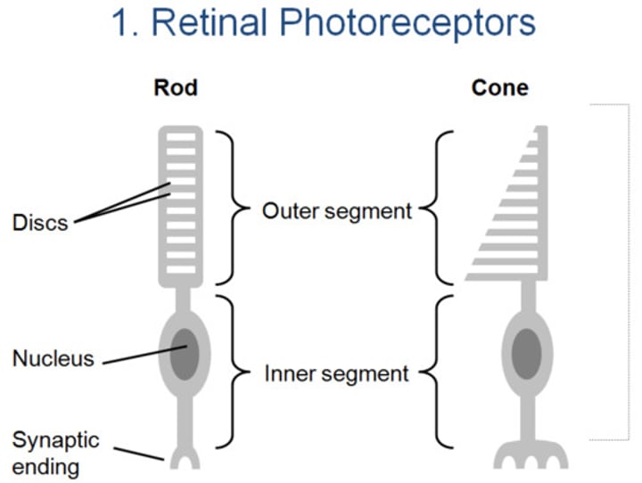 <p>What do discs in rods and cones contain?</p>