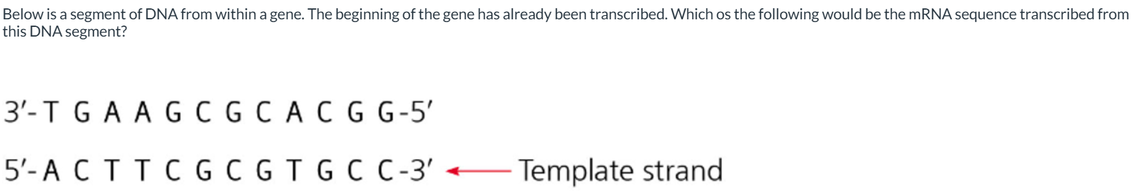<p><span><span>Below is a segment of DNA from within a gene. The beginning of the gene has already been transcribed. Which os the following would be the mRNA sequence transcribed from this DNA segment?</span></span></p>