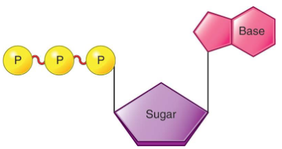<ul><li><p>It is the body’s storage molecule for energy.</p></li><li><p>It consists of a base, sugar, and a three phosphate groups.</p><ul><li><p>Phosphate groups are connected with high-energy bonds.</p><ul><li><p>Breaking one of these bonds releases energy.</p></li><li><p>Energy from nutrients is used to reattach the broken bonds.</p></li></ul></li></ul></li></ul><p></p>