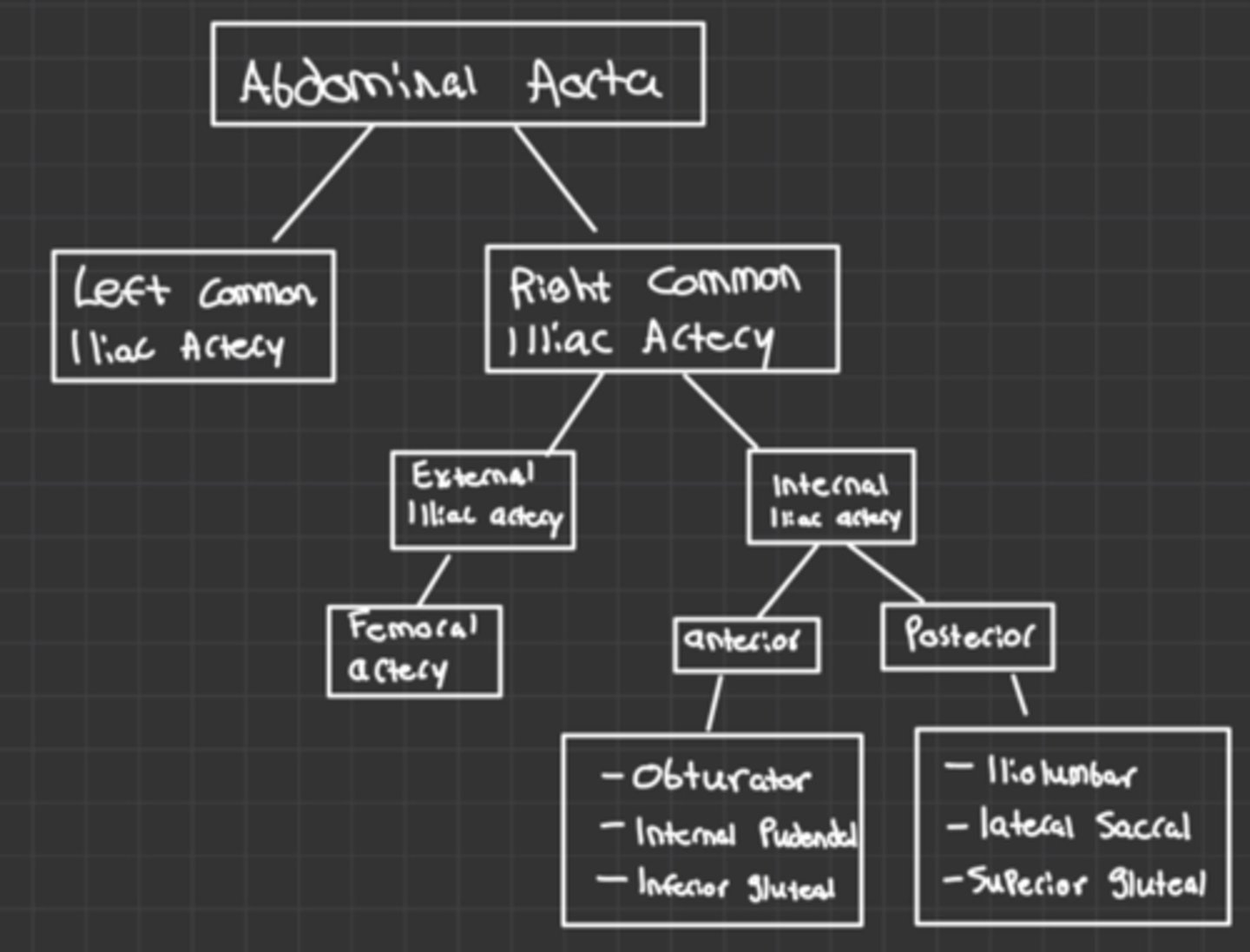 <p>Anterior Division:</p><p>Obturator</p><p>Internal pudendal</p><p>inferior gluteal</p><p>Posterior Division:</p><p>iliolumbar</p><p>lateral sacral</p><p>superior gluteal</p>