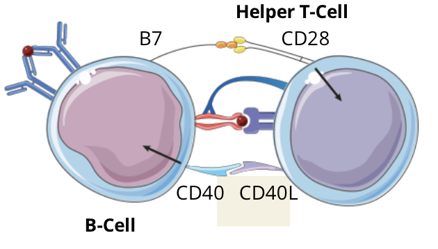 <ul><li><p>CD40L and CD28 expressed on the T cell, respectively, bind to CD40 and B7 expressed on the B cell, inducing a costimulatory signal in both cells</p></li></ul><p></p>