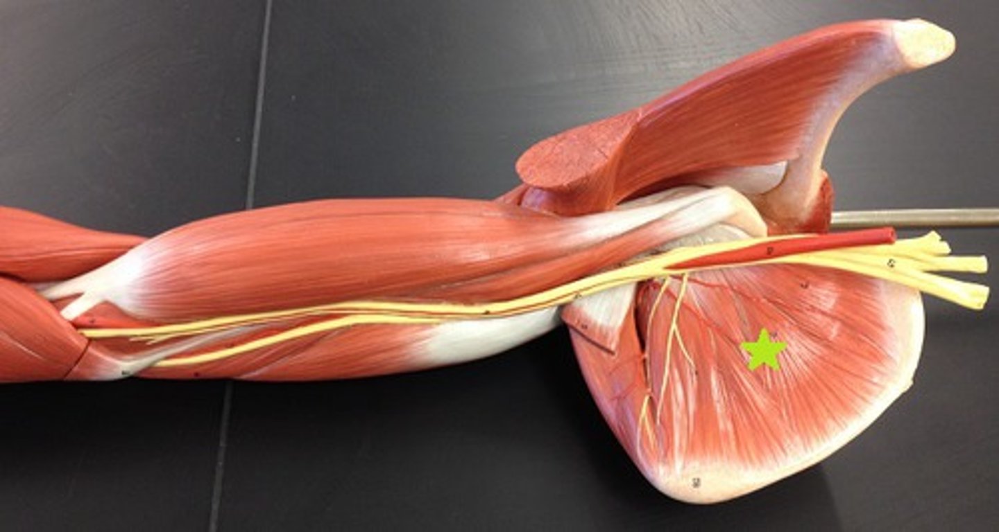 <p>Origin: Subscapular fossa of the scapula.<br>Insertion: Lesser tubercle of humerus.<br>Action: medially rotates arm</p>