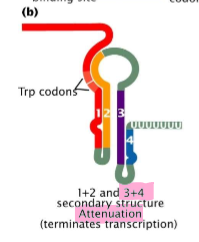 <p>prokaryotes, cis, transcription</p><p>transcriptional terminatory secondary structured formed in 5’ UTR of mRNA when trp-loaded tRNAs are available = terminates transcription</p>