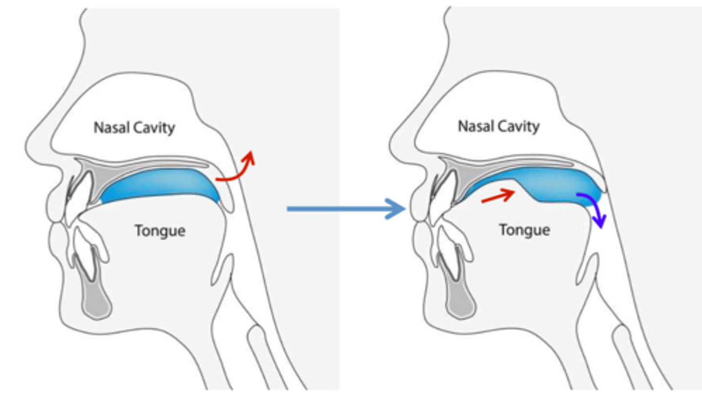 <p>-tongue initiates posterior movement of the bolus toward the pharynx</p><p>-swallow is voluntary so person needs to be alert</p>