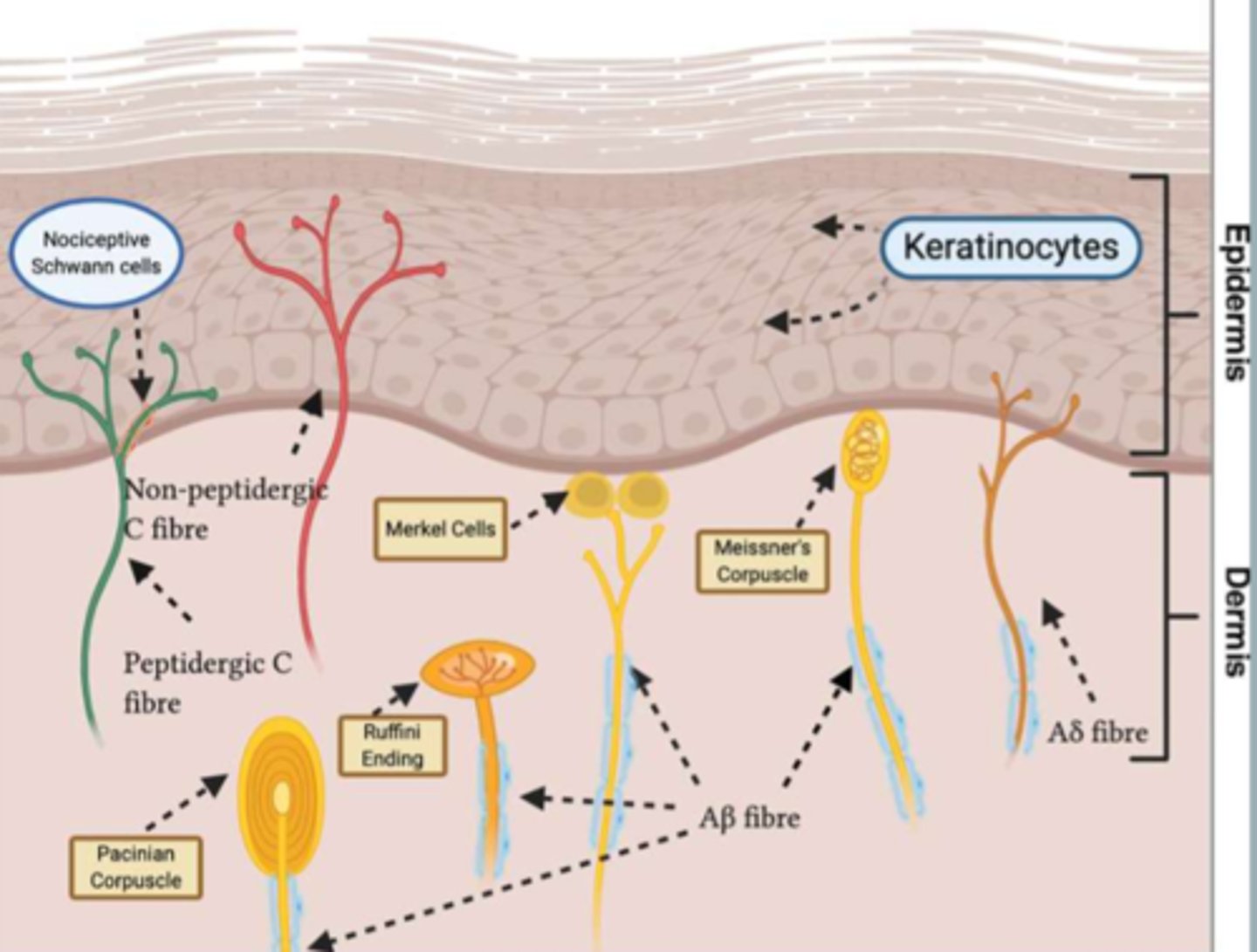<p>found in dermis layer</p><p>1) pacinian--> vibration</p><p>2) ruffini--> stretch</p><p>3) merkel--> pressure</p><p>4) meissner--> movement</p><p>5) hair follicles--> light touch</p><p>*NOT all at the same depth</p>