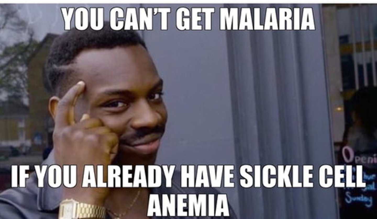 <p>A type of genetic anemia caused by a mutation to the hemoglobin protein --&gt; RBCs are misshapen --&gt; they are unable to carry O2 properly</p>