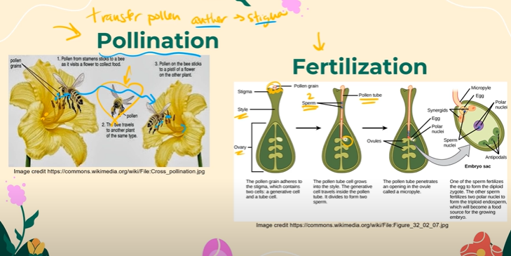 <p>No, when the 4 haploid pollen grains are first created through meiosis, and then undergo mitosis to create two nuclei in each of the haploid cells, it contains no sperm!! It only contains two nuclei, each with a generative nucleus and a pollen grain nucleus. <br><br>It is only after the pollen tube starts to grow that the generative nucleus undergoes meiosis again, producing two sperm cells.</p>
