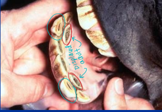 <ul><li><p><span style="background-color: transparent;"><strong>Exams: </strong></span><span style="background-color: transparent; color: red;"><strong>at birth, then 1-2x/year</strong></span></p><ul><li><p><span style="background-color: transparent;"><strong>Observation:</strong> body condition, drooling, swelling, quids</span></p></li><li><p><span style="background-color: transparent;"><strong>Feed test:</strong> observe mastication</span></p></li><li><p><span style="background-color: transparent;"><strong>Oral exam: </strong>requires sedation, irrigation, manual & visual exam</span></p></li><li><p><span style="background-color: transparent;"><strong>Full exam:</strong> full mouth speculum + good light</span></p></li><li><p><span style="background-color: transparent;"><strong>Ancillary diagnostics: </strong>radiography, CT/MRI, endoscopy</span></p></li></ul></li><li><p><span style="background-color: transparent;"><strong>Floating:</strong> </span><span style="background-color: transparent; color: red;"><strong>remove points/hooks</strong></span></p></li><li><p><span style="background-color: transparent;"><strong>Wolf teeth:</strong></span><span style="background-color: transparent; color: red;"><strong> removal at 1-2y</strong></span></p></li><li><p><span style="background-color: transparent;"><strong><u>Retained caps</u>: </strong>extract if causing problems</span></p></li><li><p><span style="background-color: transparent;"><strong>Canine teeth: </strong>file sharp edges</span></p></li></ul><p></p>