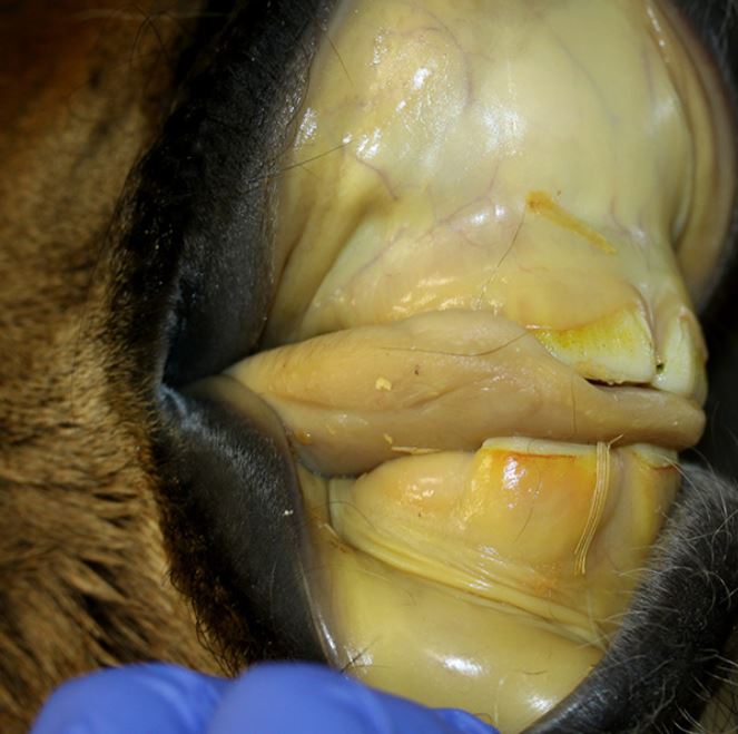 <p>Two day old thoroughbred foal. This lesion is most likely the result of: </p>