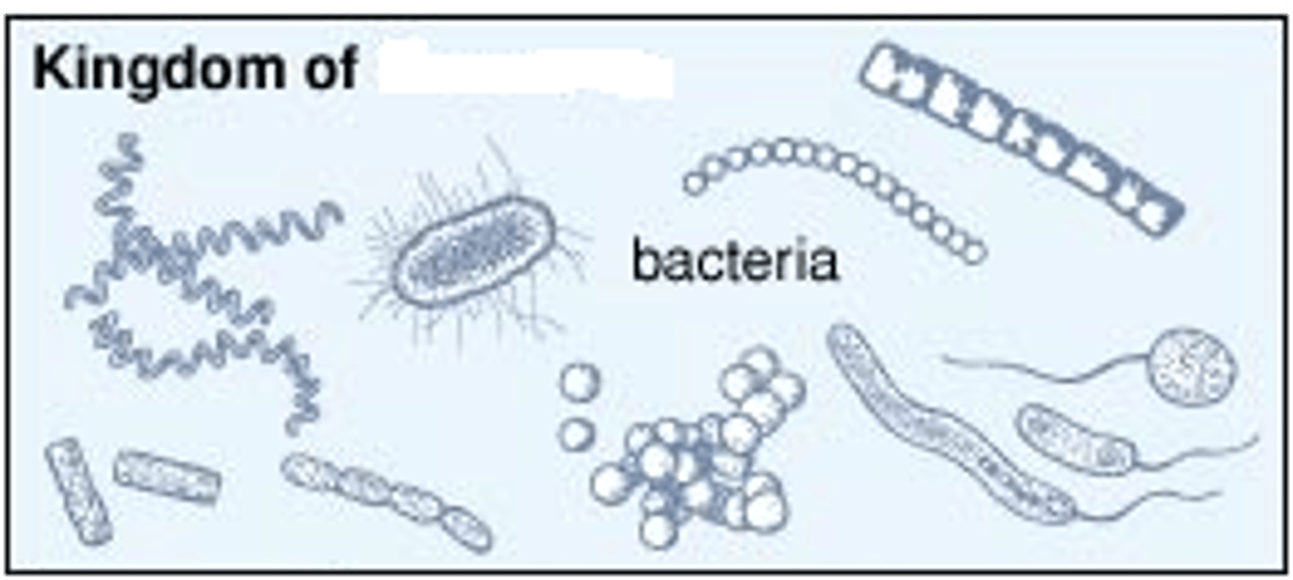<p>kingdom that includes all prokaryotic organisms (e.g., bacteria and blue-green algae)</p>