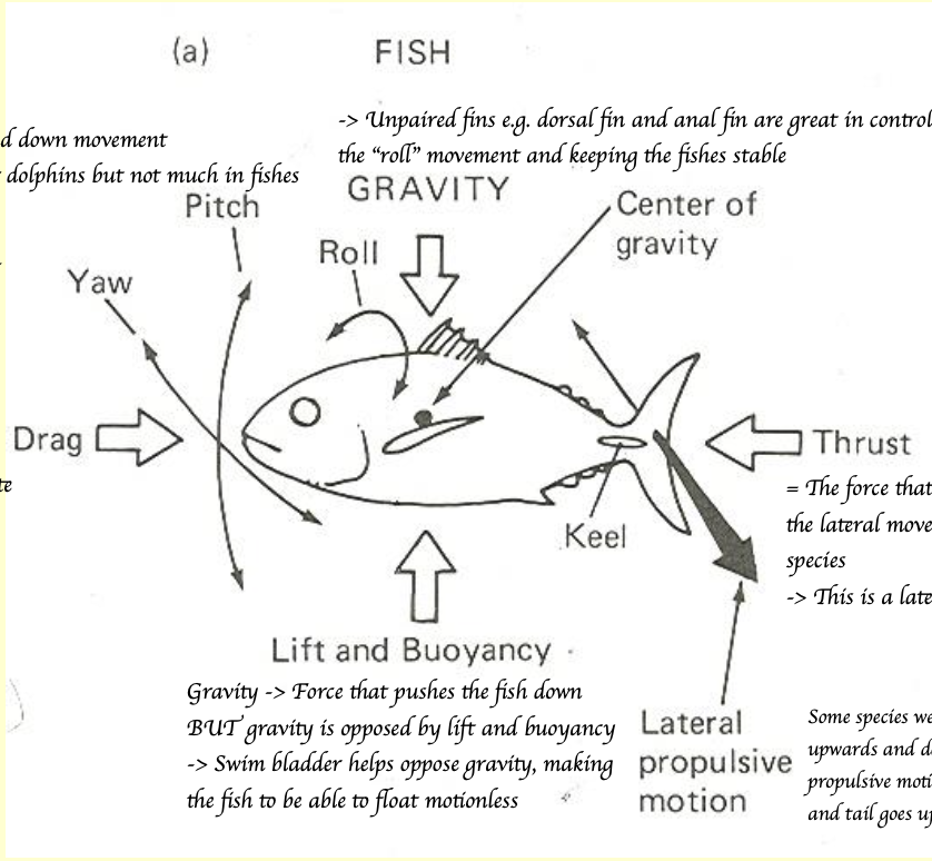 <p>What helps counteract gravity of the fish? </p>