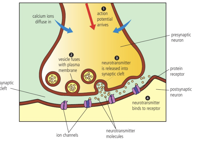 <ol><li><p>Action potential reaches axon terminal → opens voltage-gated calcium channels (depolarization of presynaptic membrane and uptake of Ca<sup>2+</sup> into terminal)</p></li><li><p>Ca<sup>2+</sup> acts as a signaling chemical → makes vesicles with neurotransmitters, move to the presynaptic membrane and fuse</p></li><li><p>Neurotransmitter is released from vesicles into the synaptic cleft</p></li><li><p>Neurotransmitter binds to protein receptor on postsynaptic membrane</p></li><li><p>Binding opens ion channels → Na<sup>+</sup> diffuse through</p></li><li><p>This starts action potential → causes electrical signal (depolarization)</p></li><li><p>Neurotransmitter on protein receptor is released back → the grades and synaptic cleft by enzymes (into two or more fragments)</p></li><li><p>Ion channel in postsynaptic membrane closes to Na<sup>+ </sup></p></li><li><p>Neurotransmitter fragments diffuse back across synaptic cleft → reassembled in terminal buttons of presynaptic neuron</p></li></ol><p></p>