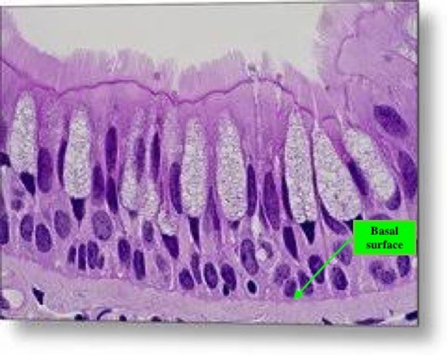 <p>deepest layer of cells</p>
