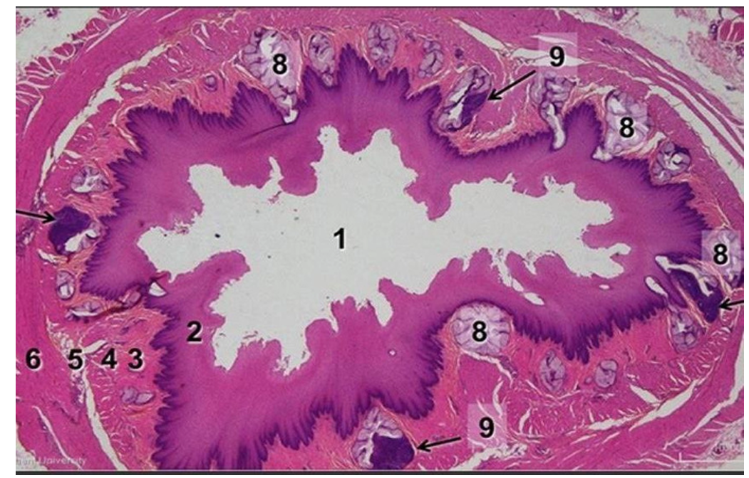 term image