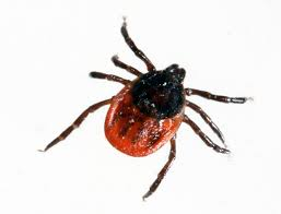 <p>ticks (teken)</p>
