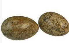 <p><strong>vrsta</strong></p>