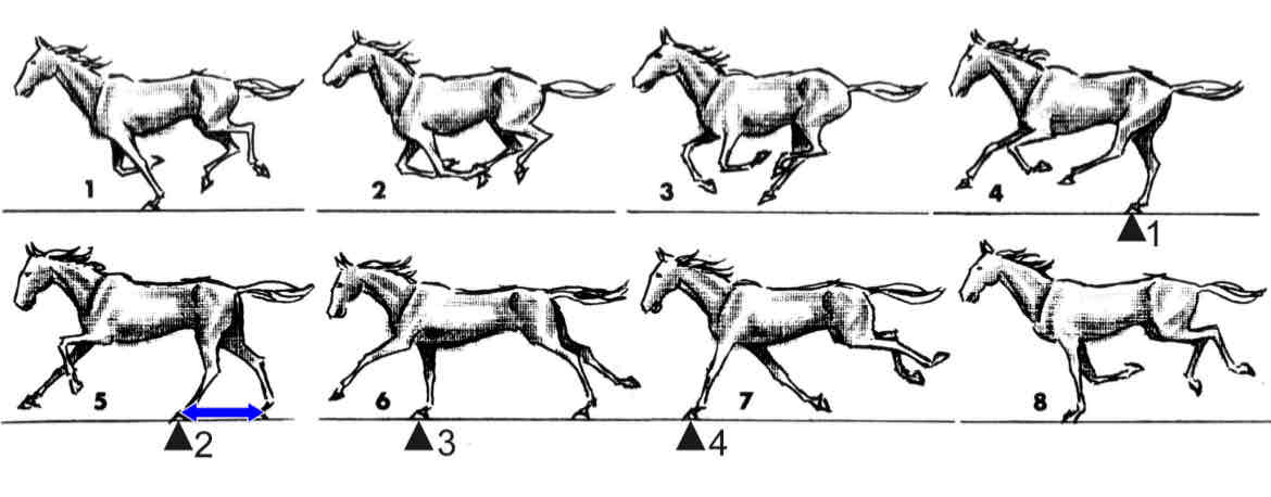 <p>Distance b/w 2 forelimbs or hind limbs</p>