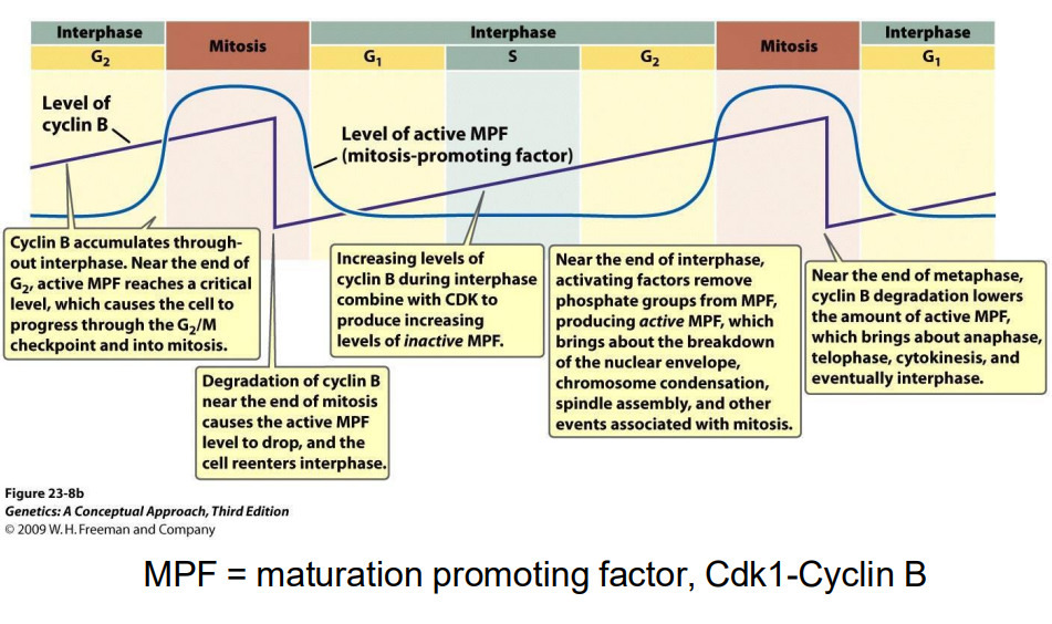 <p>G2-M transition regulated by Cyclin B</p>