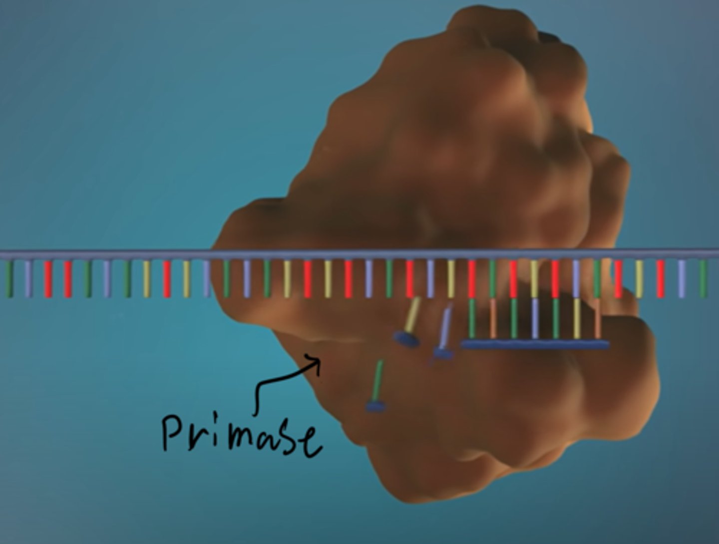 <p>Primase makes a small piece of RNA called an RNA primer on the unwound strand of DNA</p><p>This is important for the next step to begin because it marks the starting point for the synthesis of the new strand</p>