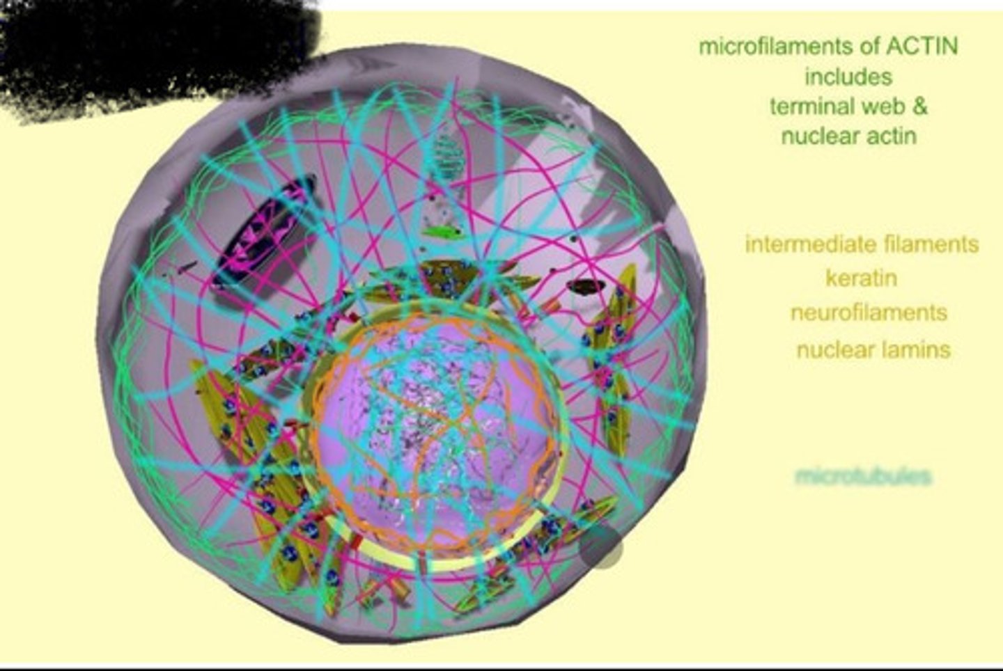 <p>-Present in all cells<br>-complex network of interlinking filaments and tubules throughout the cytoplasm<br>-support shape and help facilitate movement</p>