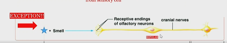 <p>smell is received by receptive endings of olfactory neurons</p>