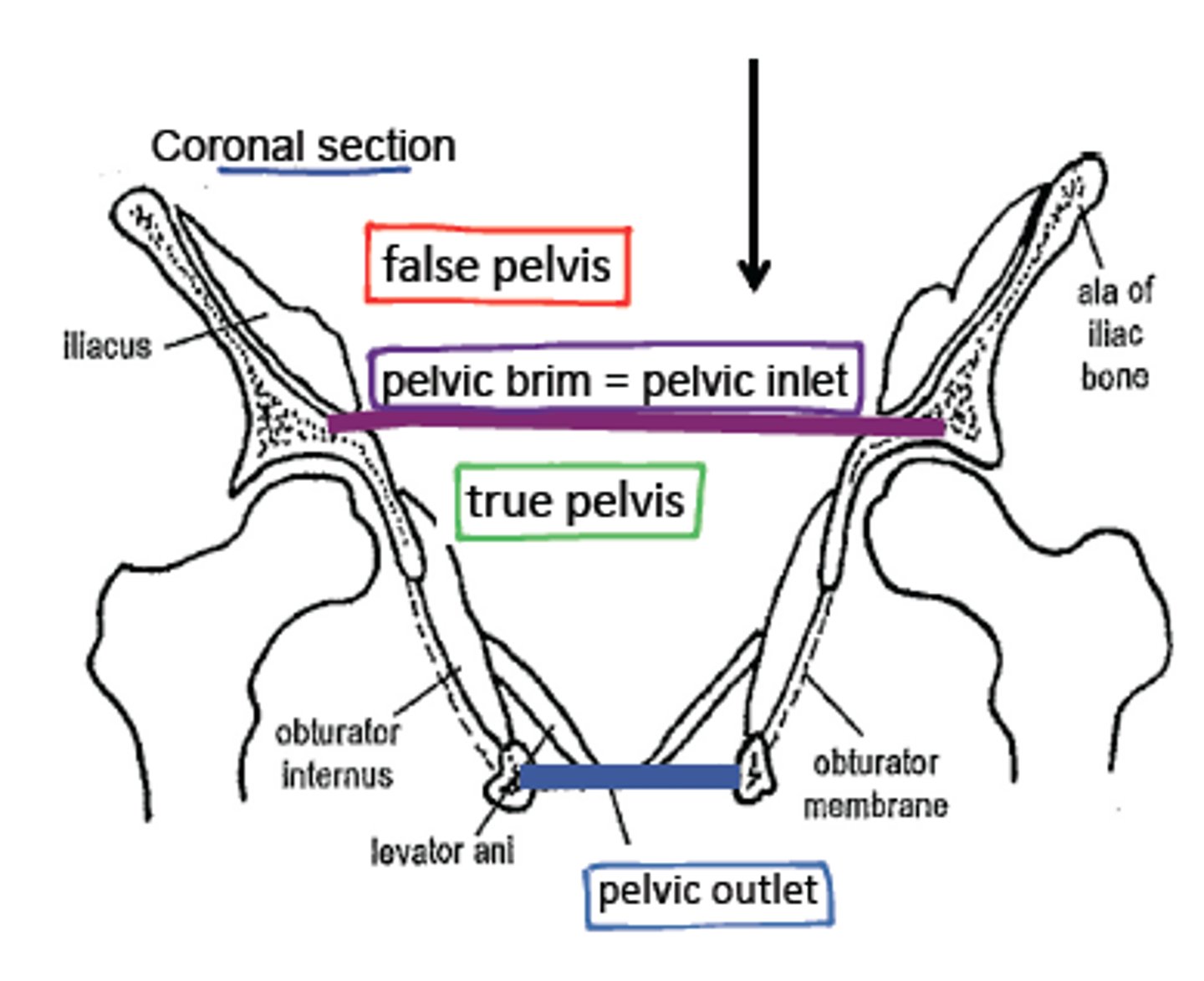 <p>What is the Pelvic brim? </p>