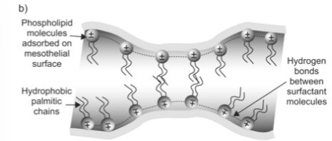 <p>Actual touching between opposing pleurae does not occur because of repulsive forces between several layers of phospholipids adsorbed on mesothelial surfaces carrying charges of the same sign</p>