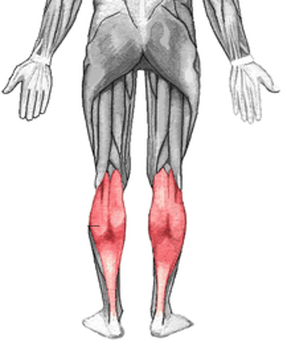 <p>medial head originates on the posterior aspect of the medial femoral condyle; lateral head originates on the posterior aspect of the lateral femoral condyle; inserts on the calcaneal tuberosity of the calcaneus via the Achilles tendon</p>