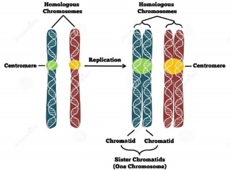 <p><span>Identical copies of a chromosome that are joined together by a centromere and are formed during DNA replication</span></p>