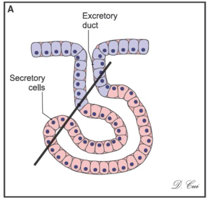 <p>What kind of gland is this?</p>
