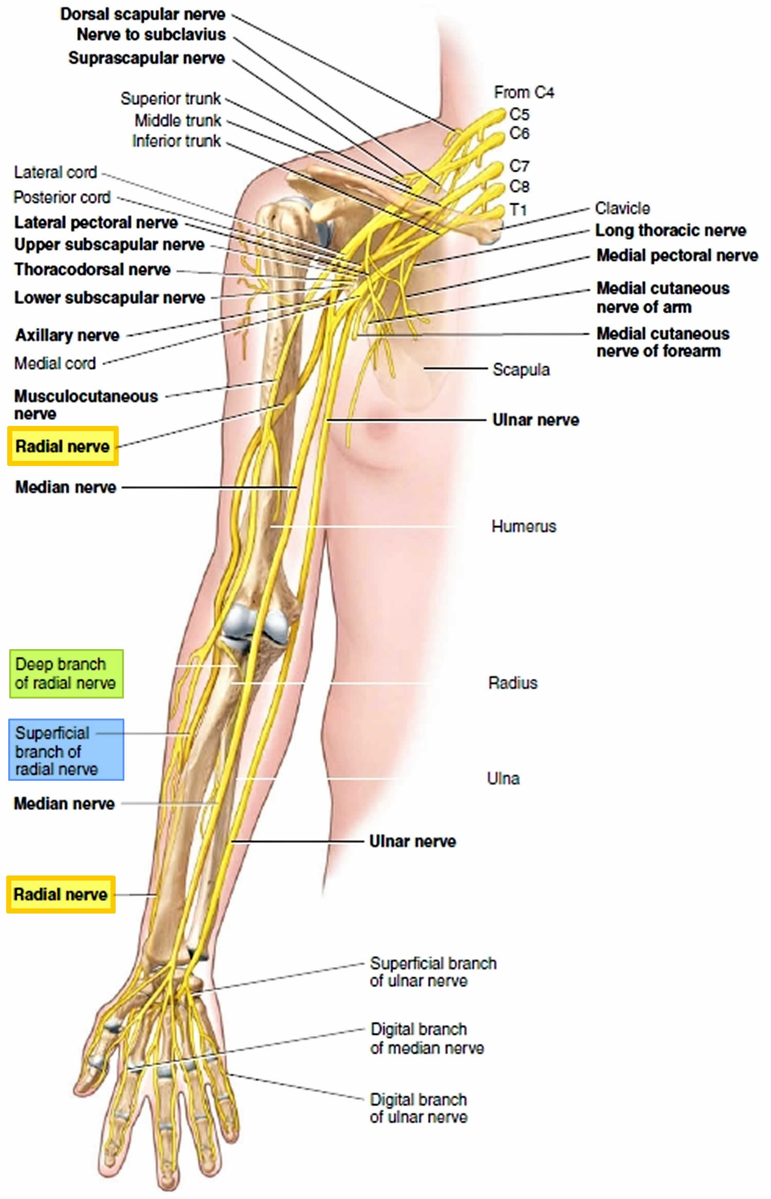 <p>In the *posterior arm*, it spirals in the radial groove → at the elbow, divides into superficial & deep branches. Yellow with two clear divisions. 🎯</p>