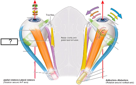 <ul><li><p>extraocular muscle</p></li><li><p>actions: adduction</p></li></ul>