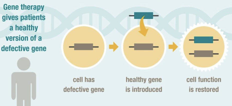 <p>______ ______ is a novel therapeutic branch of modern medicine for correcting a defective disease-causing gene</p>