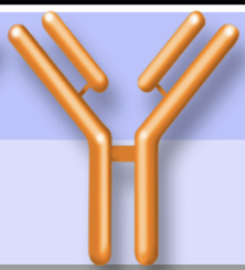 <p>-<strong><u>o</u></strong>mad</p>