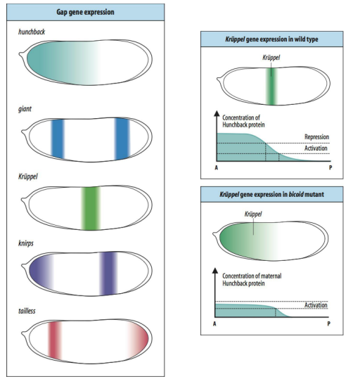 <ul><li><p>Maternal gene products, like the Bicoid protein gradient, directly regulate the expression of Gap genes. </p></li><li><p>Different concentrations of maternal morphogens activate or repress specific Gap genes (e.g., hunchback, Krüppel, knirps, giant, tailless). </p></li><li><p>Gap genes are expressed in broad, overlapping domains along the A-P axis. </p></li><li><p>Their role is to interpret the maternal gradients and further subdivide the embryo into coarser regions, defining "blocks" or domains of gene expression that will later give rise to groups of segments.</p></li></ul><p></p>