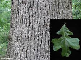 <p>location: dry uplands</p><p>leaf: kind of cross shaped, leathery, 5 lobes, stellate shaped hairs on bottom</p><p>Bark: defined ridges </p>