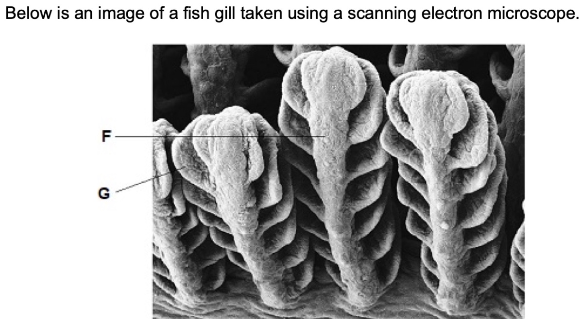 <p>Identify structures labelled <strong>F</strong> and <strong>G</strong>.</p>