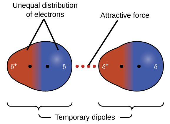 <p>Temporary induced dipole via random electron movement. </p><p>Occur in all molecules </p>