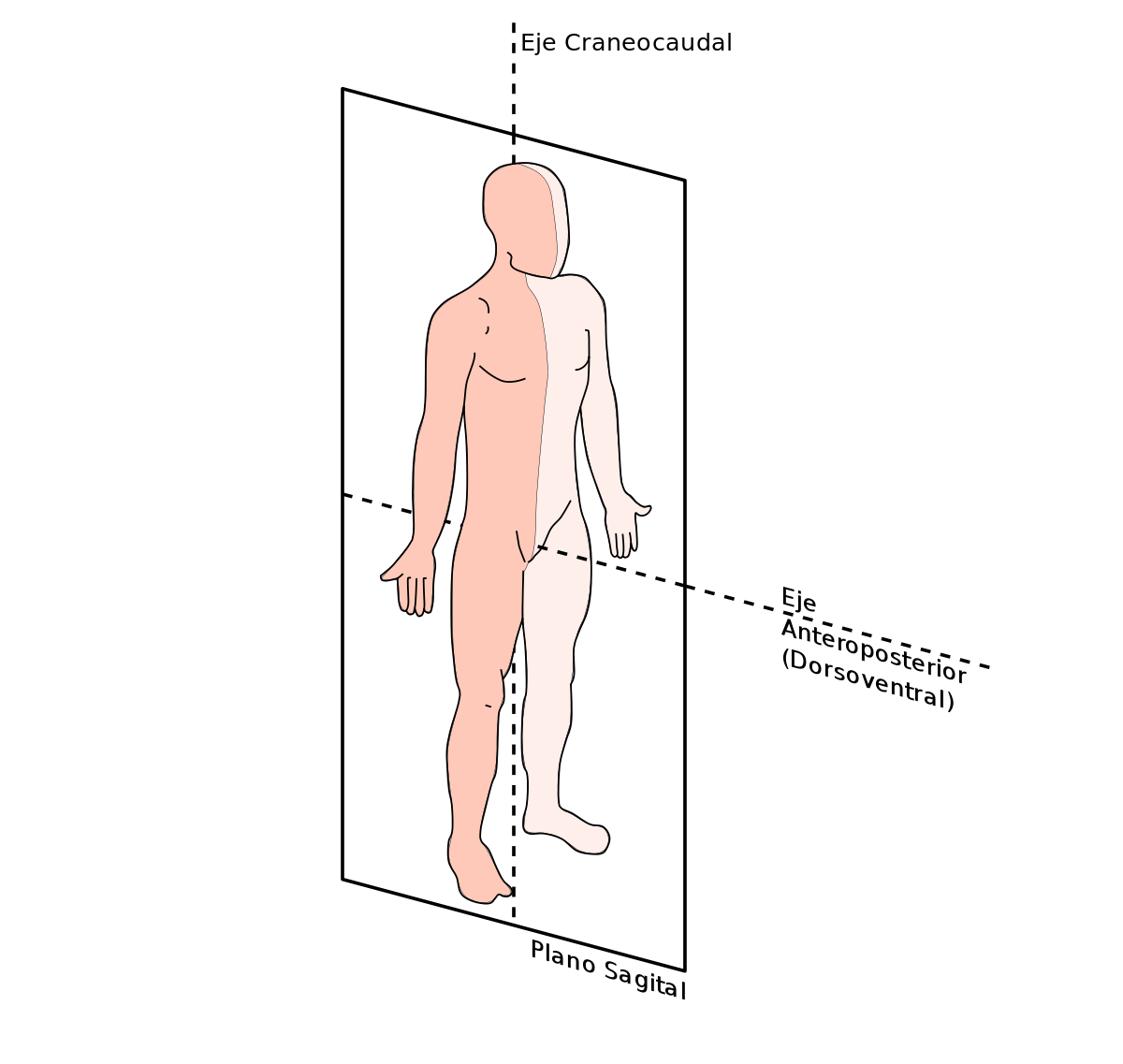 <p>Es una línea vertical que divide el cuerpo, en lado derecho e izquierdo. Se identifican dos tipos de planos:</p><p></p><ol><li><p>Mediosagital</p></li><li><p>Parasagital</p></li></ol>