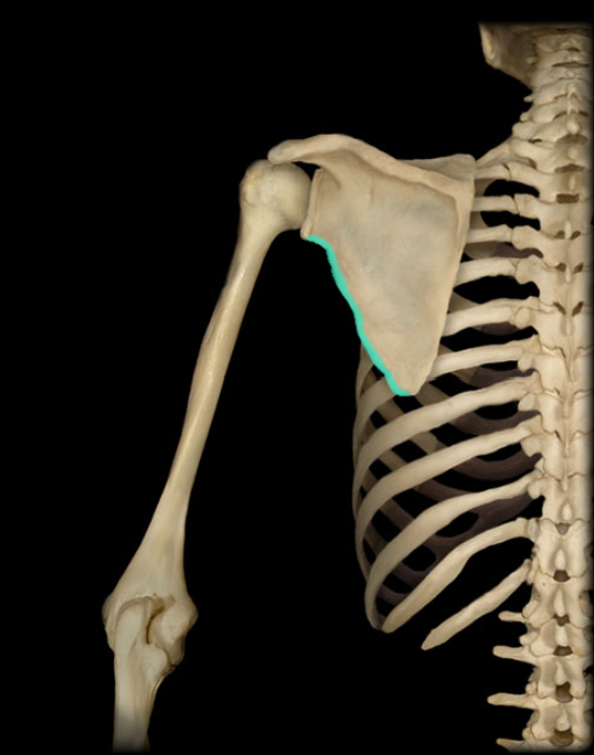 <p>The edge of the scapula that faces the lateral aspect of the body, provides attachment for muscle </p>