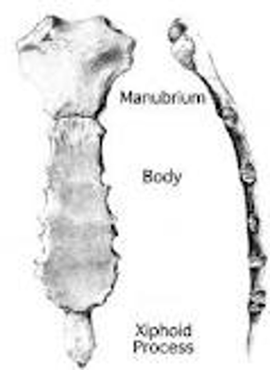 <p>top: manubrium</p><p>middle: body</p><p>bottom: xiphoid process</p>
