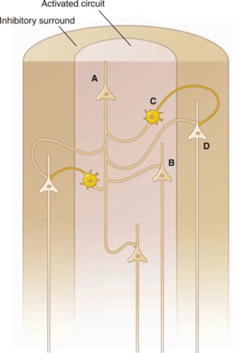 <p>Area that is inhibited when cortical pyramidal neurons are activated</p><p>Inhibition prevents spread of over-excitation</p>