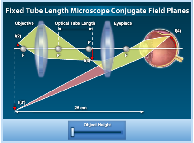<p>In most of the imaging steps in the microscope optical train, the image is real and inverted, but a virtual image is also produced on one of the image planes. </p>