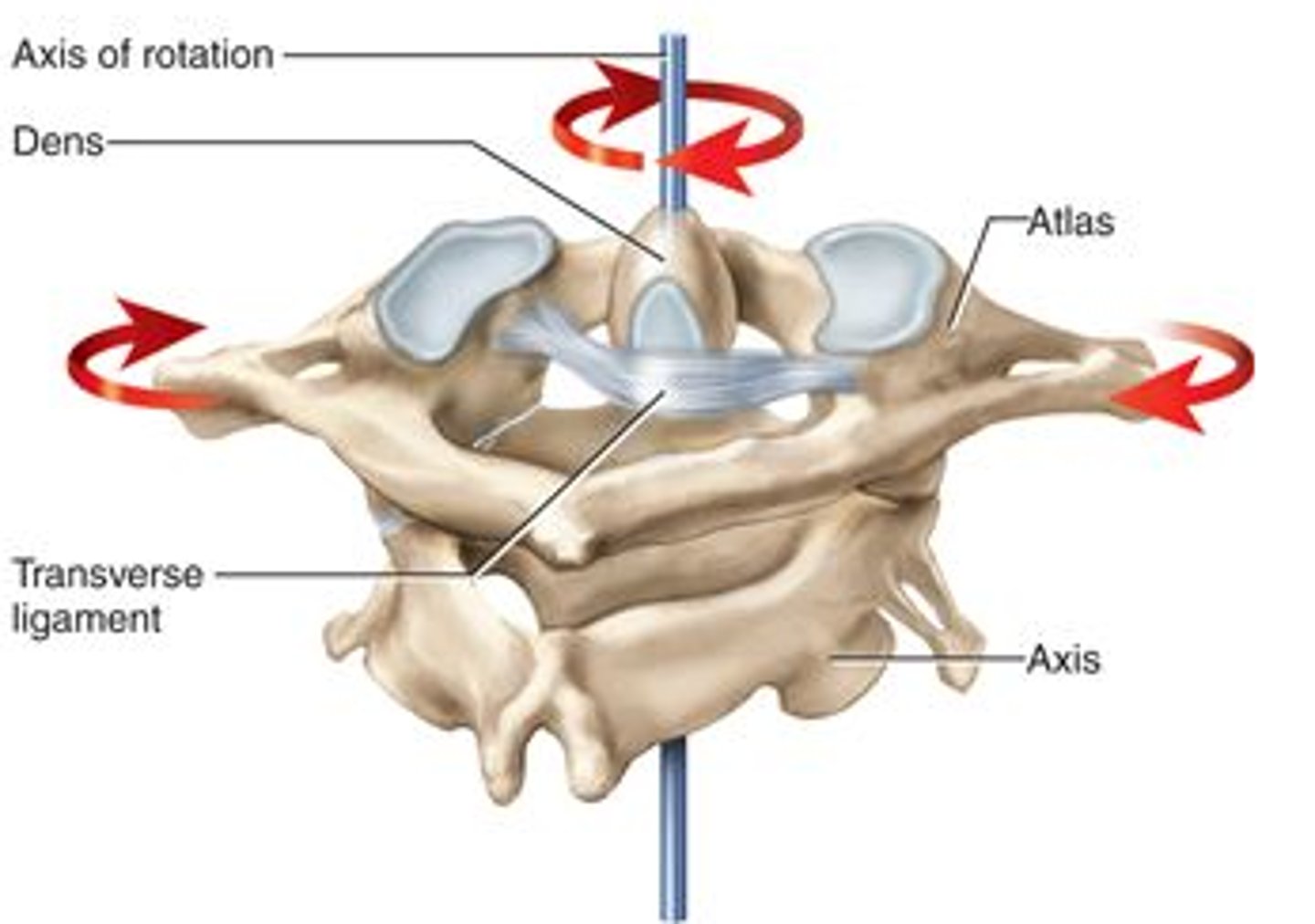 <p>Atlanto-Axial Joint (AA)</p><p>3 synovial joints </p><p>– 1 pivot joint </p><p>- 2 facet joints</p><p>NO DISK.</p><p>Motion:</p><p>Rotation = 35-40° </p><p>but NOT coupled </p><p>+</p><p>Flexion/Extension is minimal (10-15°)</p><p>+</p><p>Lateral Flexion is even less</p><p>rotation atlas (C1) </p><p>on </p><p>stationary axis (C2) </p><p>Ex: Left rotation = atlas turns CC on axis. </p><p>IMPORTANT: Approximately 50% of the total rotation of the entire cervical region occurs at the AA before rotation occurs in the rest of the cervical region.</p>