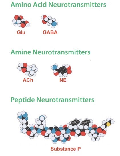 <p>What size and speed are peptide neurotransmitters? </p>