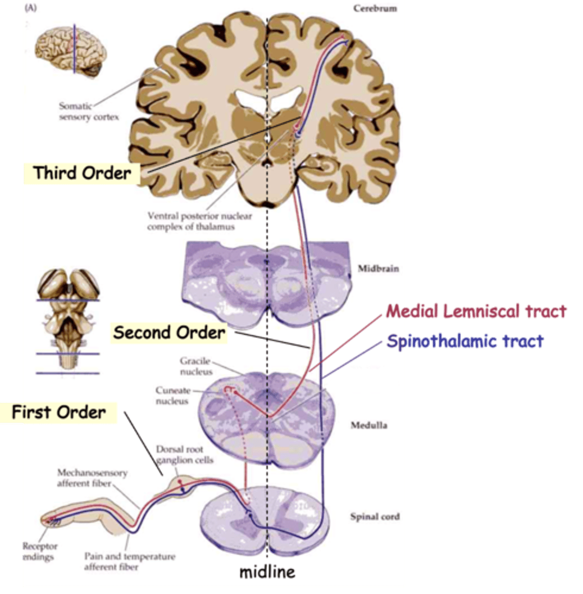 <p>Typically, sensory information travels through 3 neurons to reach higher centres, what do third-order neurons do?</p>